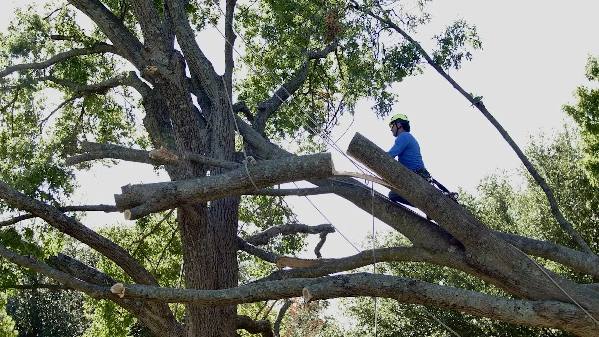 Professional Crown Thinning performed by certified arborists in Wirt