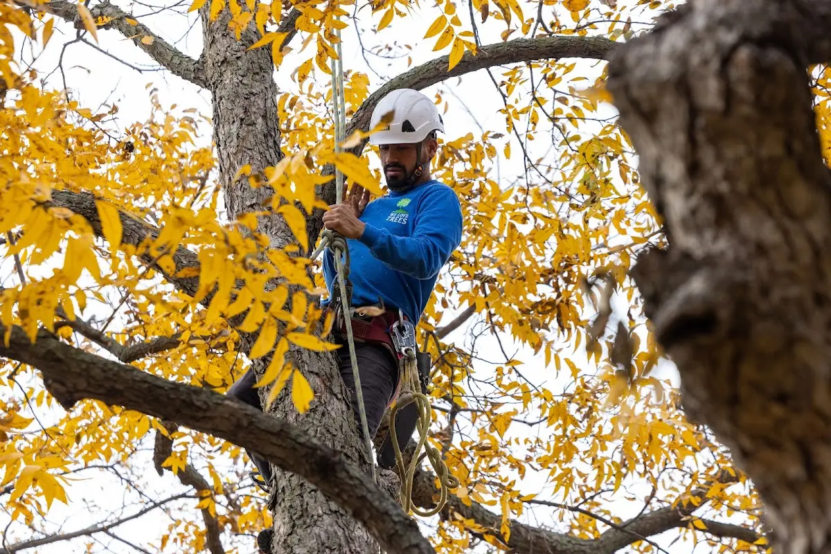 Skilled Tree Transplanting crew working in Wirt